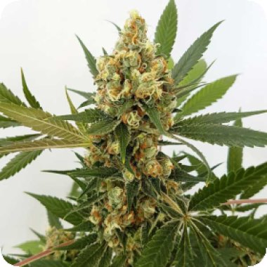 Big Domina Auto Flowering Cannabis Seeds